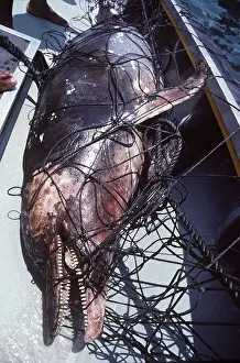 Dolphins: Spotted DOLPHIN - caught in net