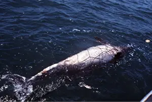 Dolphins: Spotted Dolphin - in Shark Mesh Net South Africa, Pollution