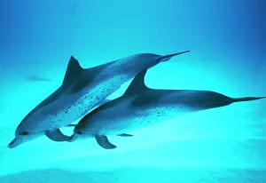 Stenella: SPOTTED DOLPHINS