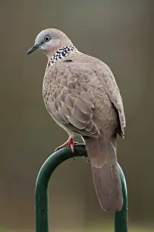 Streptopelia: Spotted Dove