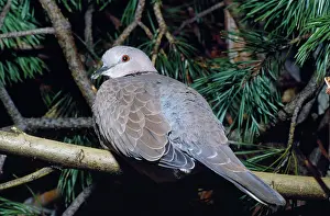 Chinensis: Spotted Dove / Spotted Turtle Dove / Chinese Turtle Dove