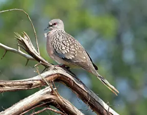 Pigeons: Spotted Dove, Sri Lanka