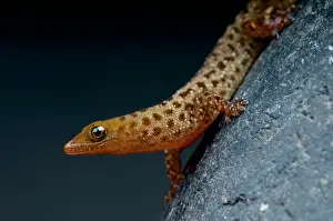 Haiti: Spotted dwarf gecko (Sphaerodactylus difficilis)