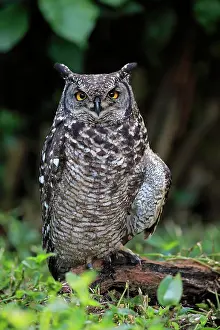 Concentration: Spotted Eagle-Owl (Bubo africanus), adult, on ground