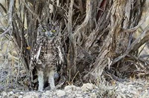 Africanus: Spotted Eagle Owl. Kalahari Desert, Kgalagadi Transfrontier