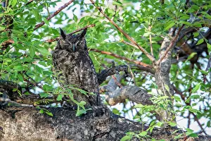 Gonarezhou: Spotted eagle Owl in Kruger National park, South