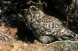 Shading: Spotted Eagle Owl - shading chicks