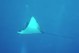 Narinari: SPOTTED EAGLE RAY