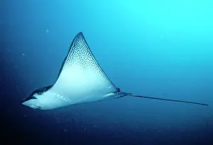 Narinari: SPOTTED EAGLE RAY