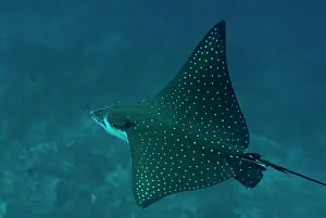 Pulau: Spotted Eagle Ray