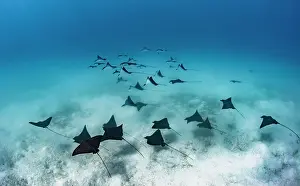 Rays: Spotted eagle ray (Aetobatus narinari) above the