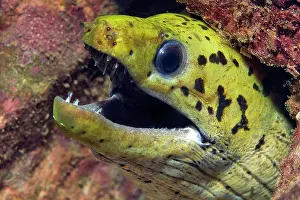 Fimbriated: Spotted Fimbriated moray (Gymnothorax fimbriatus)
