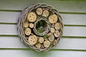 Striata: Spotted Flycatcher