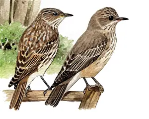 Striata: Spotted Flycatcher
