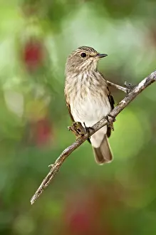 Striata: Spotted Flycatcher - On branch