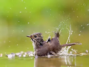 Striata: Spotted flycatcher (Muscicapa striata) bathing in