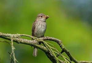 Migrating: Spotted flycatcher, Muscicapa striata, with male