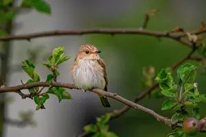 Apple: Spotted flycatcher (Muscicapa striata), young bi