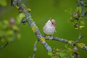 Apple: Spotted flycatcher (Muscicapa striata), young bi
