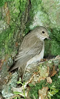 Muscicapa: Spotted FLYCATCHER - at nest