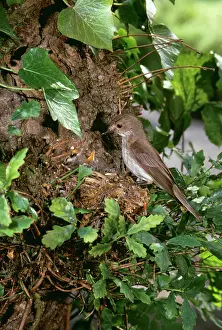 Muscicapa: Spotted FLYCATCHER - at nest in oak tree with chicks