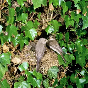 Muscicapa: SPOTTED FLYCATCHER - pair at nest