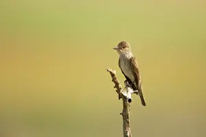 Muscicapa: Spotted Flycatcher - On perch