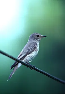 Cable: SPOTTED FLYCATCHER - perched on cable