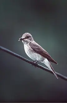 Wire: SPOTTED FLYCATCHER - perched on wire