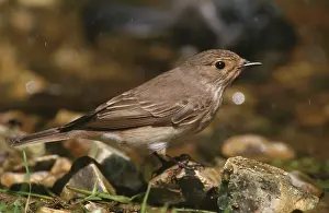 Muscicapa: Spotted FLYCATCHER - side profile