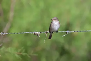 Striata: Spotted Flycatcher - single adult perching on barbed