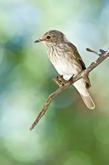 Striata: Spotted Flycatcher - Sitting on branch