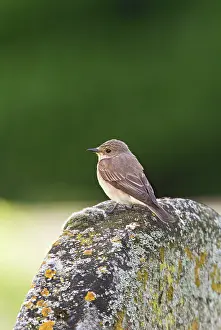 Churchyard: Spotted Flycatcher on tombstone in Churchyard 17022