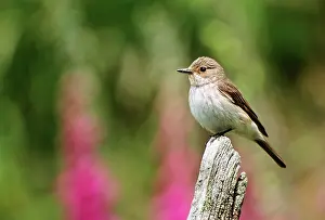 Muscicapa: Spotted FLYCATCHER - on tree stump