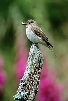 Muscicapa: Spotted FLYCATCHER - on tree stump with insect in beak
