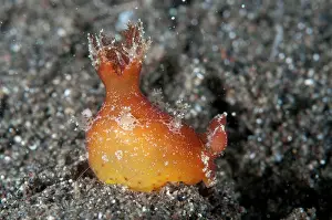 Bajo: Spotted-foot Plocamopherus Nudibranch