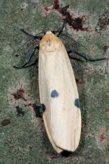 Quadra: Four Spotted Footman Moth - female
