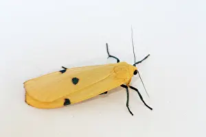 Quadra: Four Spotted Footman Moth - female in summer