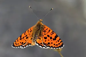 Didyma: Spotted Fritillary
