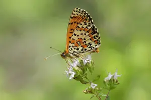 Didyma: Spotted Fritillary