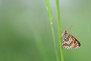Fritillary: Spotted Fritillary