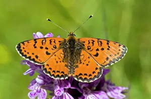 Didyma: Spotted Fritillary Butterfly