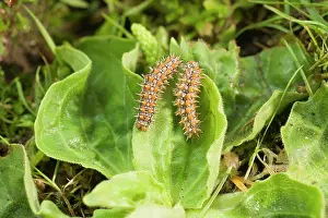 Didyma: Spotted Fritillary Butterfly caterpillars on plantain