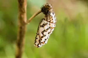 Didyma: Spotted Fritillary Butterfly pupa