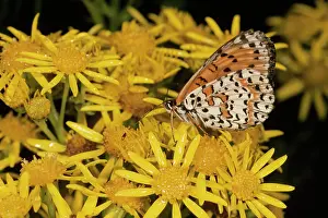 Didyma: Spotted Fritillary Butterfly - on Ragwort