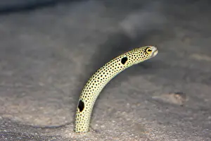 Heteroconger: Spotted Garden Eel