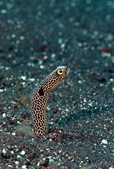 Heteroconger: Spotted Garden Eel
