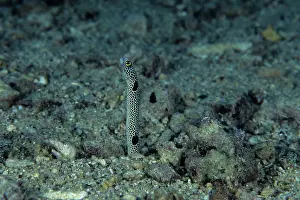 Spotty: Spotted garden eel, Heteroconger hassi, Walindi, West New Br