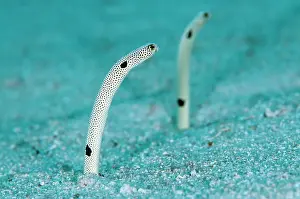 Eels: Spotted Garden Eels