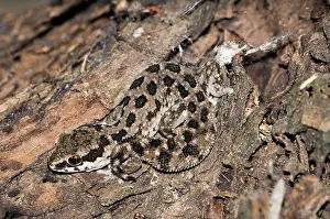 Maculatus: Spotted Gecko - nocturnal terrestrial predator